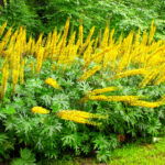 Ligularia stenocephala 'The Rocket'