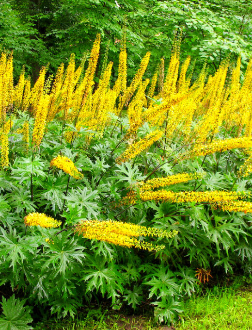 Ligularia stenocephala 'The Rocket'