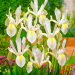 Iris Hollandica 'White Van Vliet'