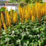 Ligularia stenocephala 'The Rocket'