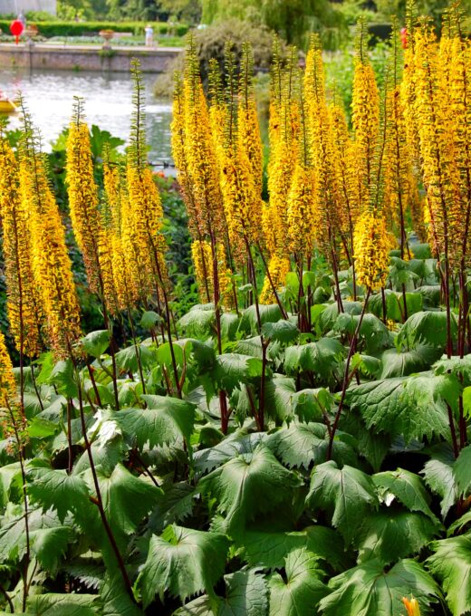 Ligularia stenocephala 'The Rocket'