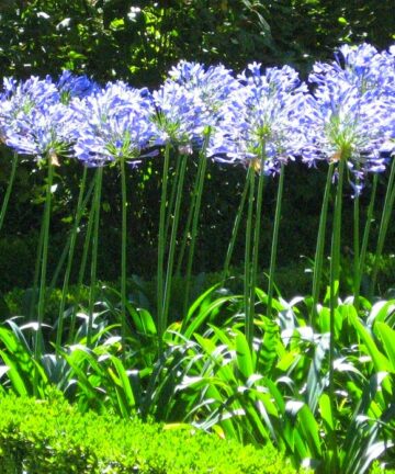 Agapantus 'Blue Giant'