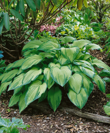 Hosta fortunei