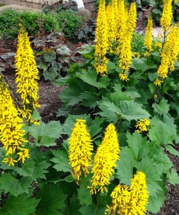 Ligularia stenocephala 'The Rocket'