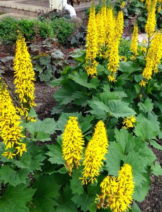 Ligularia stenocephala 'The Rocket'