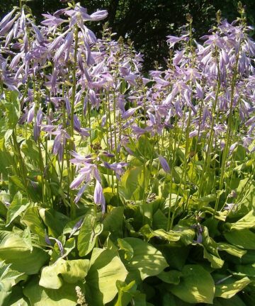 Hosta fortunei