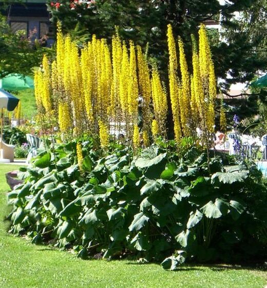 Ligularia stenocephala 'The Rocket'