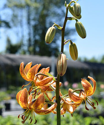 Lalia 'Manitoba Morning'