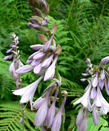 Hosta fortunei