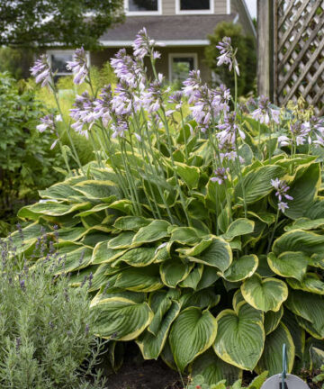 Hosta fortunei