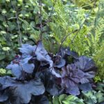 Heuchera Obsidian