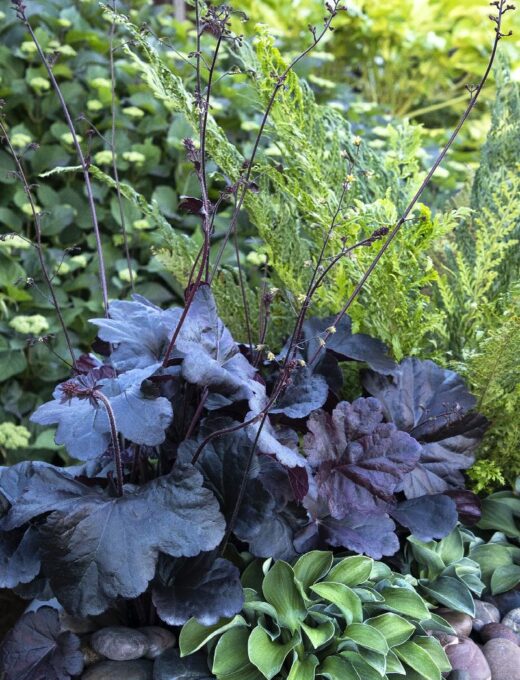 Heuchera Obsidian