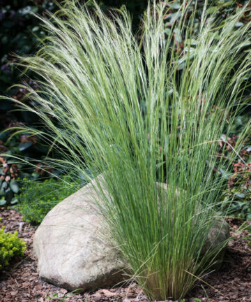 Stipa tenuissima Pony Tails