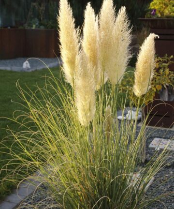 Cortaderia selloana Pumila