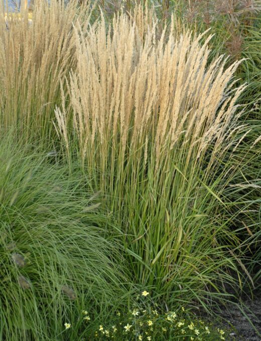 Calamagrostis acutiflora Karl Foerster