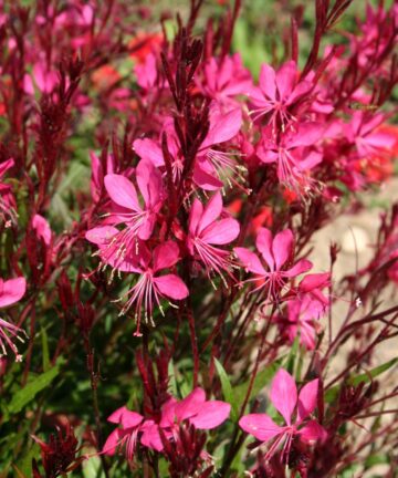 Gaura lindheimeri Gambit Variegata rose