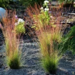 Festuca <br> 'Walberla'