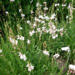 Gaura <br> lindheimeri