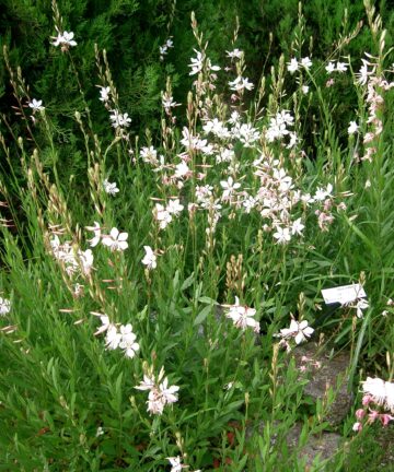 Gaura lindheimeri