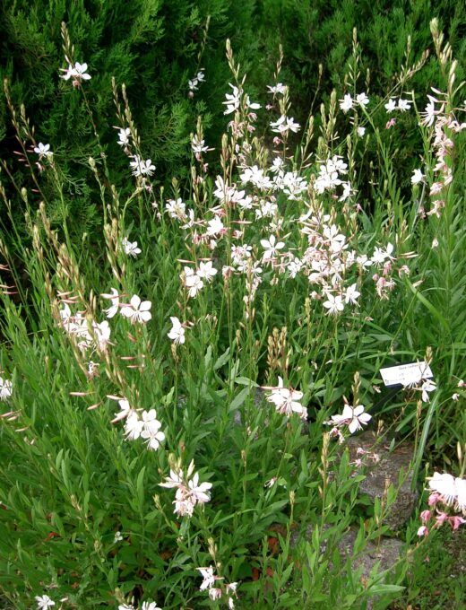 Gaura lindheimeri