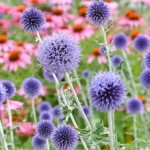 Echinops ritro