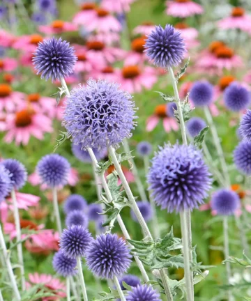 Echinops ritro