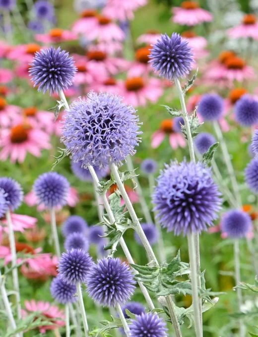 Echinops ritro