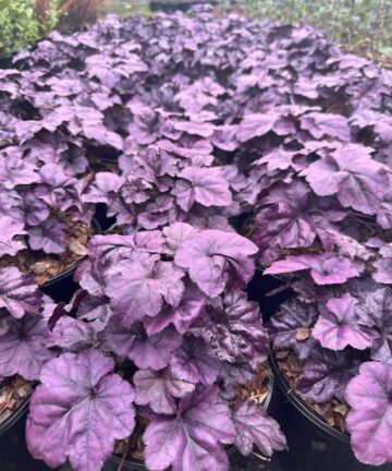 Heuchera XXL