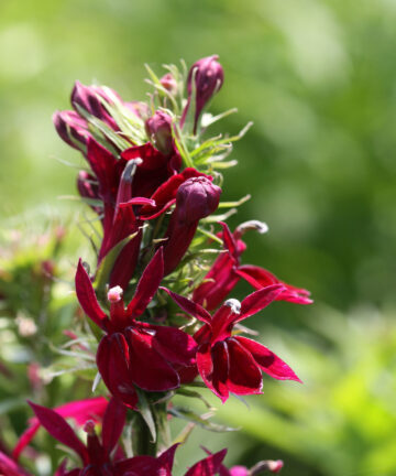 Lobélia speciosa Fan Burgundy