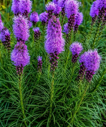 Liatris