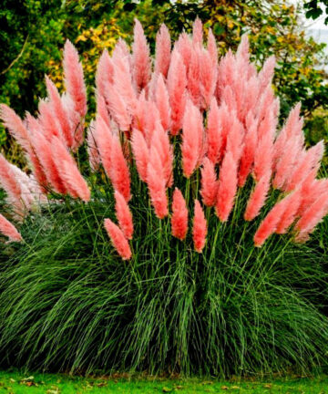 Cortaderia Rosea