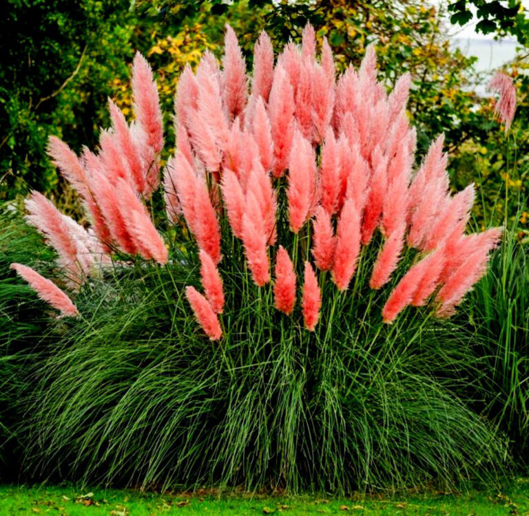 Cortaderia Rosea