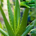 Aloe <br> vera