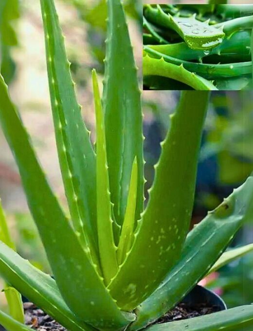 aloe prava vera