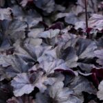 Heuchera Obsidian