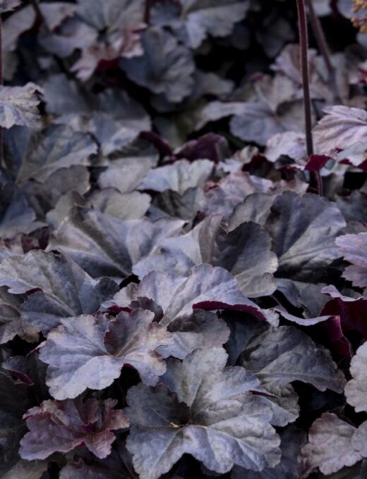 Heuchera Obsidian