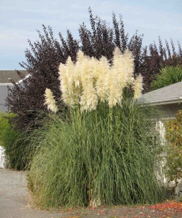 Cortaderia selloana White Plum