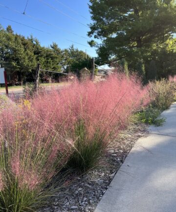 Muhlenbergia capilaris