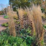 Calamagrostis acutiflora Karl Foerster