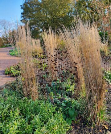 Calamagrostis acutiflora Karl Foerster