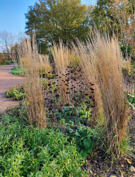 Calamagrostis acutiflora Karl Foerster