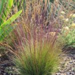 Festuca Walberla