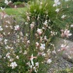 Gaura lindheimeri