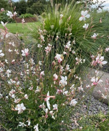 Gaura lindheimeri