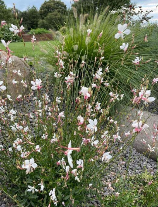 Gaura lindheimeri