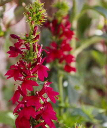 Lobélia speciosa Fan Burgundy