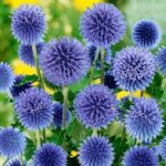 Echinops ritro