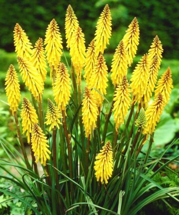 Kniphofia Poco Yellow