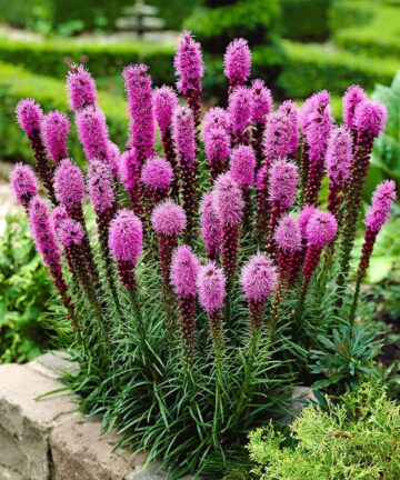 Liatris