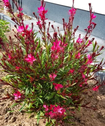 Gaura lindheimeri Gambit Variegata rose